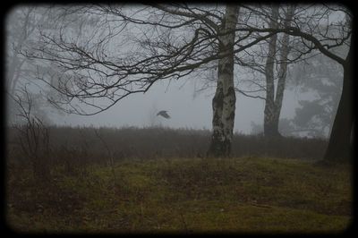 Bare trees on grassy field