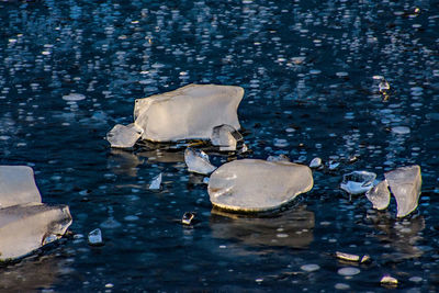 Close-up of swan floating on water