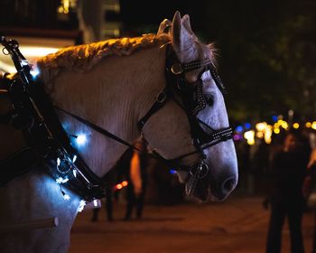 Horse in a street