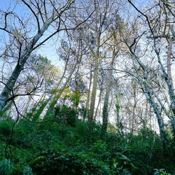 Low angle view of trees against sky