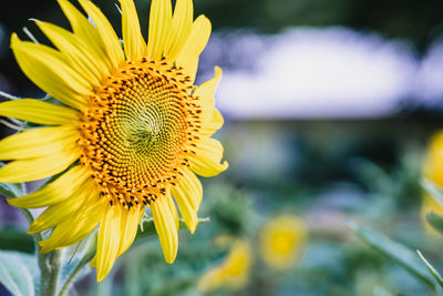 Close-up of yellow sunflower