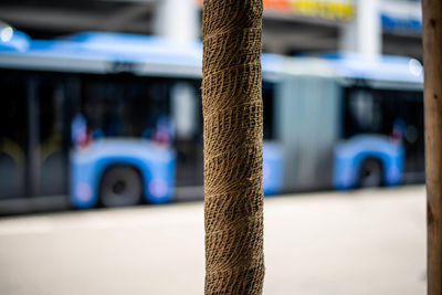 Close-up of tree trunk by street