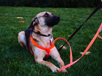 Dog sitting on grass