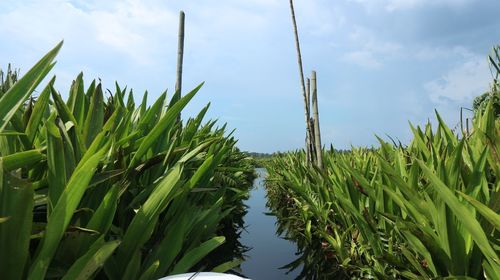 Plants growing on field against sky