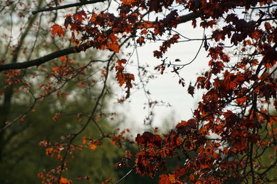 Low angle view of tree against sky