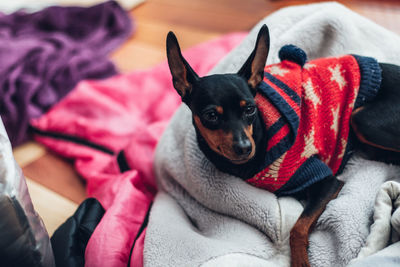 Close-up of a dog resting on bed