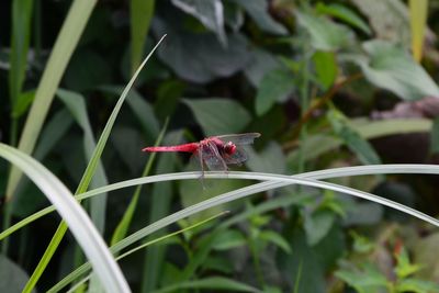 Close-up of insect on plant