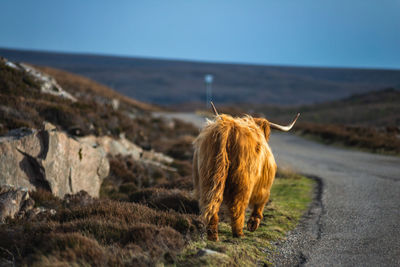 Close-up of a horse