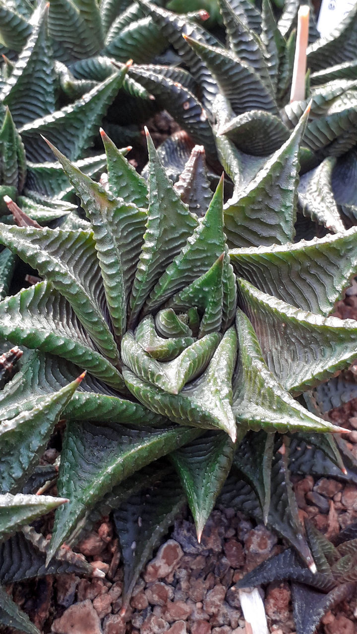 HIGH ANGLE VIEW OF SUCCULENT PLANT ON LAND