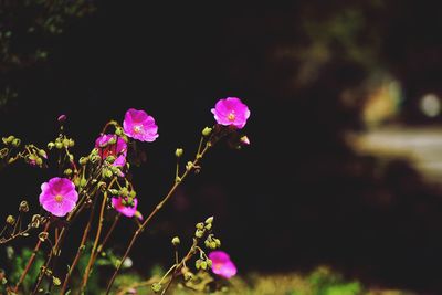 Close-up of pink flowers blooming outdoors