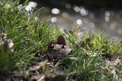 Close-up of bird on grass