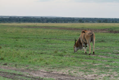 Eland - the largest antelope in the world, grazing in a green pasture