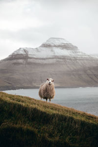 Close-up of sheep standing on field against sky