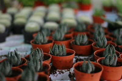 Close-up of succulent plants in market