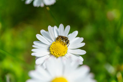 Close-up of insect on flower