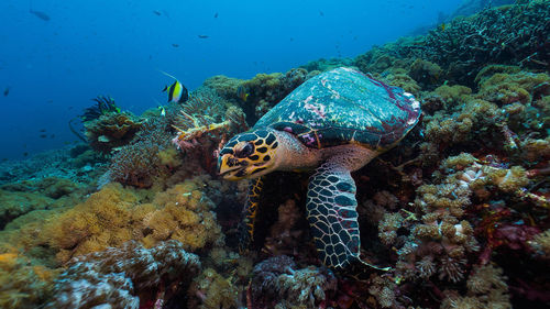 Close-up of turtle by coral in sea