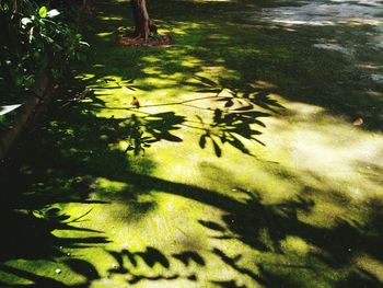 High angle view of shadow of trees on water