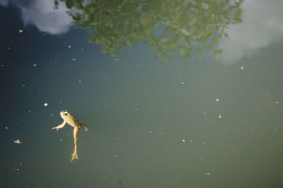 Trees in water