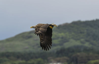 Low angle view of sea eagle flying against mountain