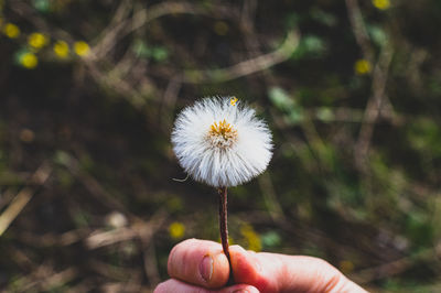 Close-up of hand holding dandelion