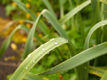 Close-up of wet grass