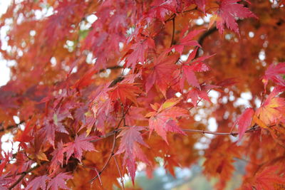 Close-up of maple leaves on tree during autumn