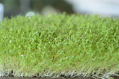 Close-up of fresh green grass in field