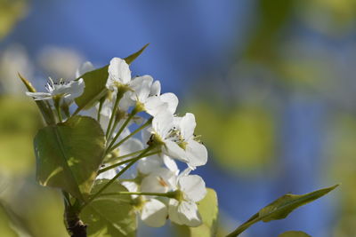 Close-up of white flowering plant