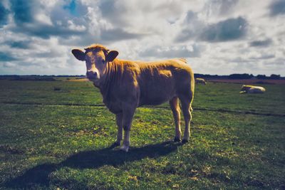 Cow standing in a field