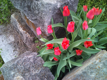 Close-up of pink flowers