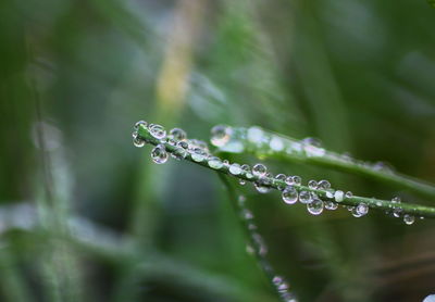 Close-up of water drops on plant