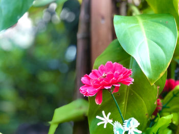 Close-up of pink flowering plant