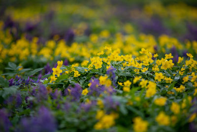 Close-up of yellow flowering plant on field