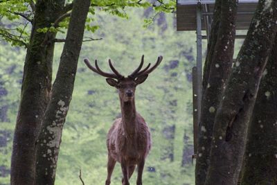 Portrait of deer standing on tree trunk