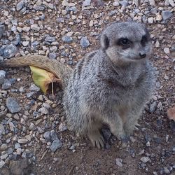 Close-up of an animal