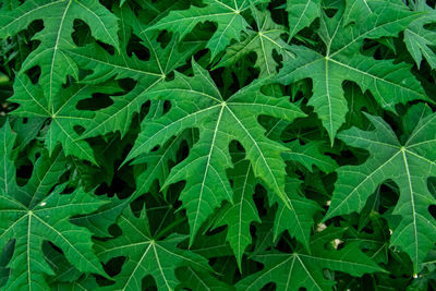 Full frame shot of green leaves