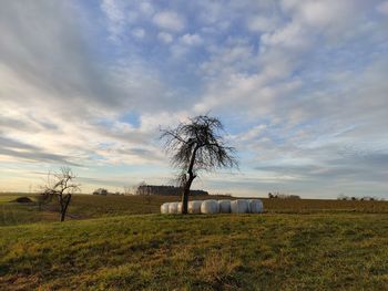 Scenic view of agricultural field against sky