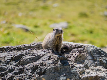 Lion sitting on rock