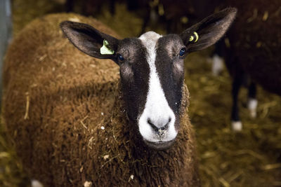 Portrait of cow standing on field