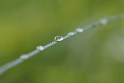 Close-up of water drops on plant