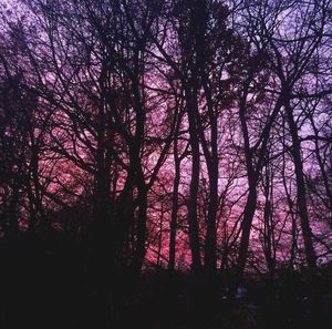 Low angle view of trees against sky