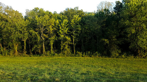 Trees on grassy field