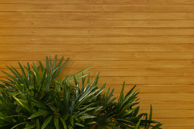 High angle view of potted plants in yard