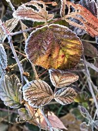 Close-up of frozen dry leaves