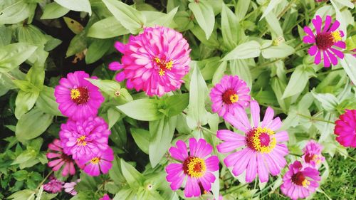 High angle view of pink flowering plants