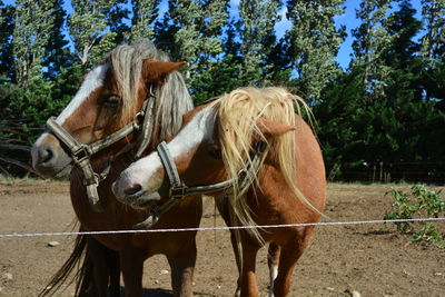 Horse in ranch