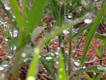 Close-up of wet grass