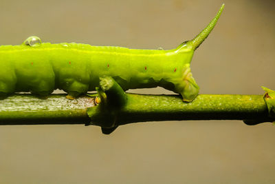 Close-up of grasshopper on green leaf
