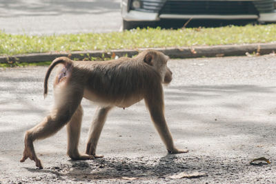 Portrait of monkey on field