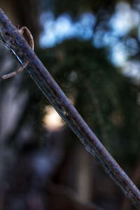 Close-up of plant